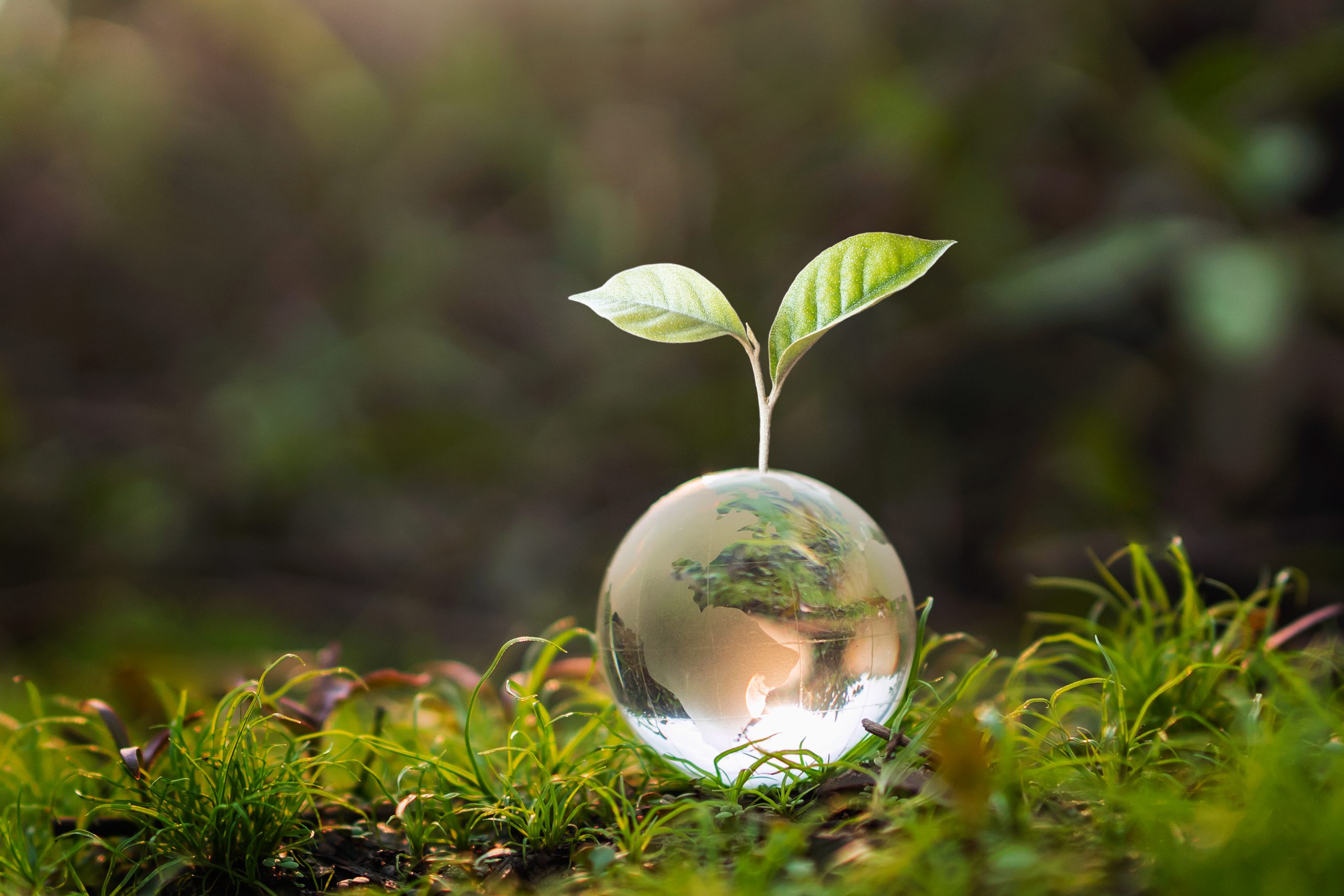 glass globe ball with tree growing and green nature blur backgro